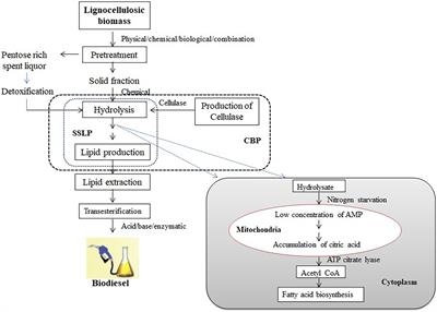 Biodiesel Production From Lignocellulosic Biomass Using Oleaginous Microbes: Prospects for Integrated Biofuel Production